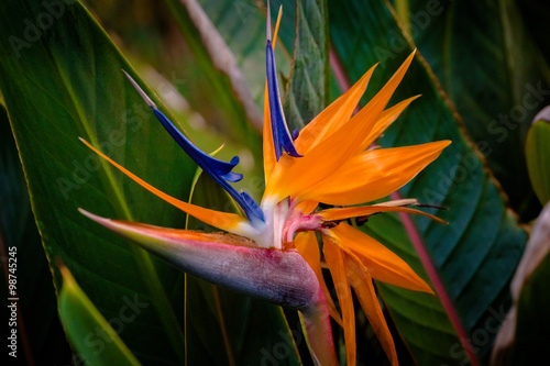 Obraz na plátne Bird of Paradise Flower in Hawaii