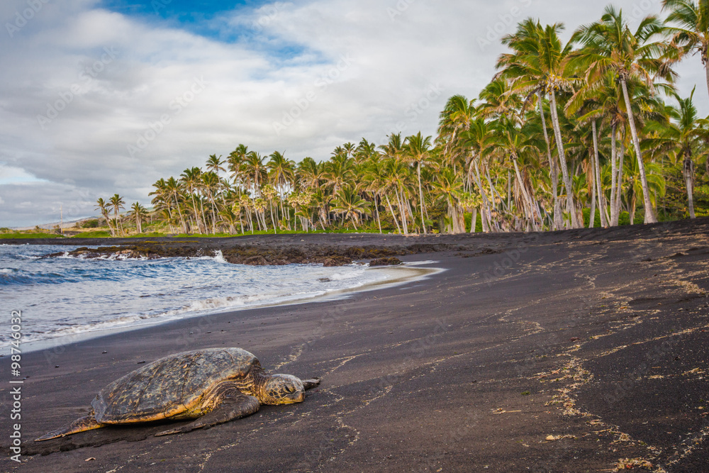 Naklejka premium Hawaiian Green Sea Turtle relaxing on a black sand beach in Hawaii