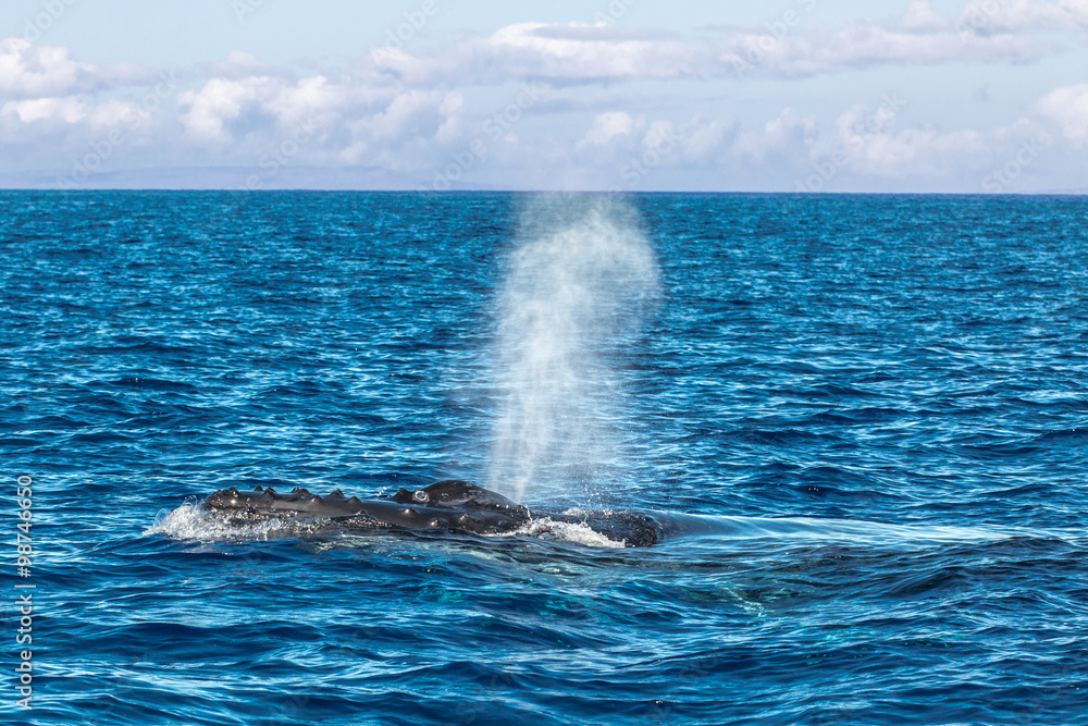 Fototapeta premium Humpback Whale spouting in Maui