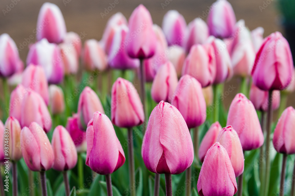 Light pink tulip bulbs in flower Light pink tulip bulbs in flower