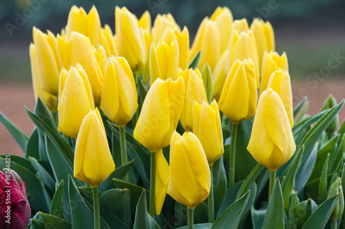 Yellow tulip bulbs in flower