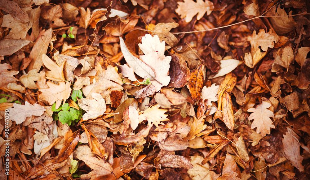 amazing beautiful yellow and brown autumn leaves on the ground,
