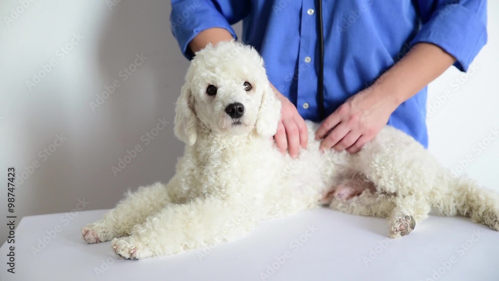 Massage dog in veterinary clinic Massage dog in veterinary clinic