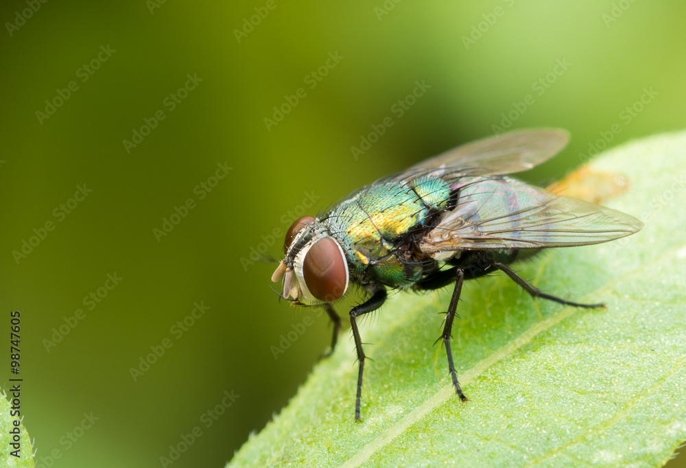 green fly on green leaf green fly on green leaf