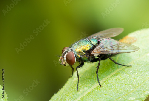 green fly on green leaf © wuttichok