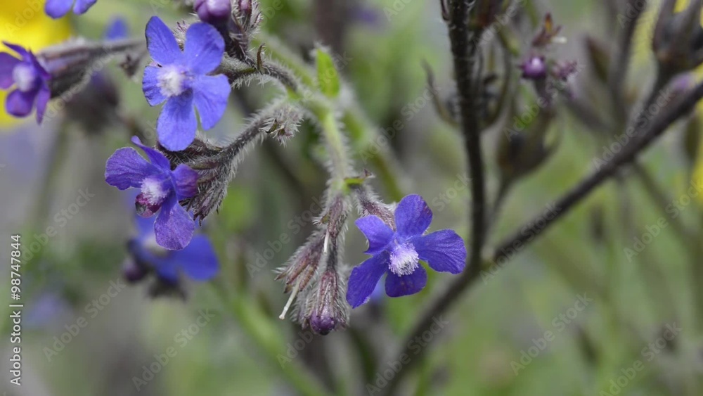 Bugloss blue and yellow daisies Bugloss blue and yellow daisies