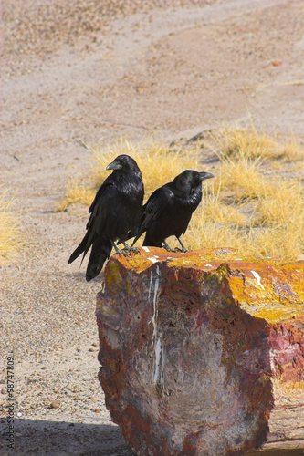 Petrified forest