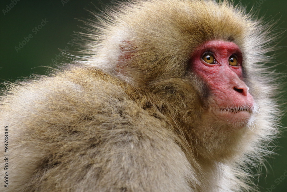 Obraz premium ニホンザル