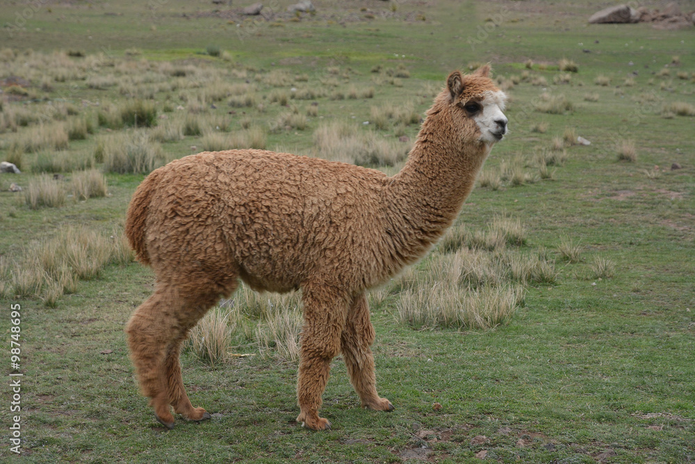 Fototapeta premium Baby Alpaca w Peru.