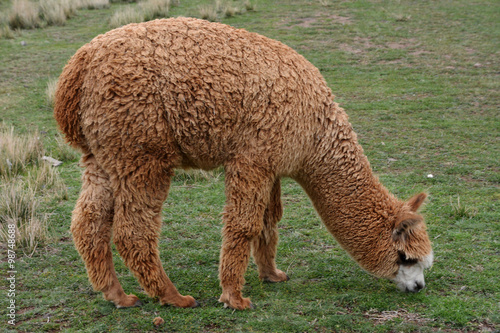 Baby Alpaca in Peru.