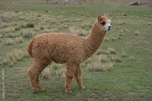 Baby Alpaca in Peru.