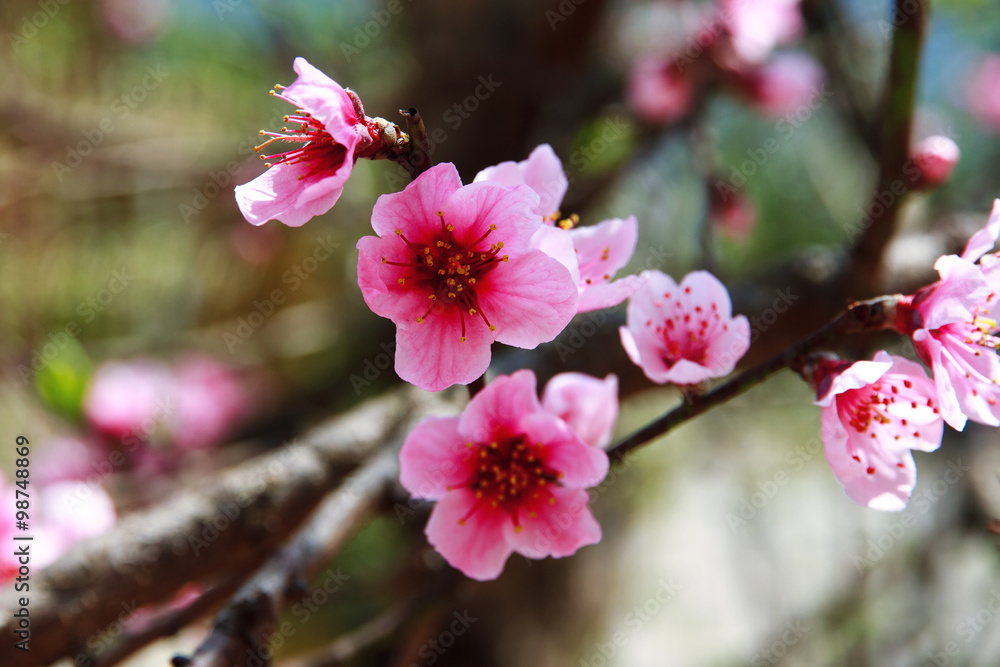 Obraz premium cherry flower