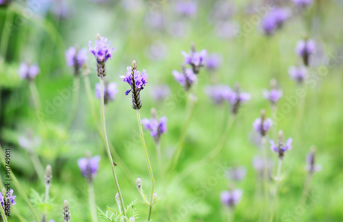 lavender with soft nature background