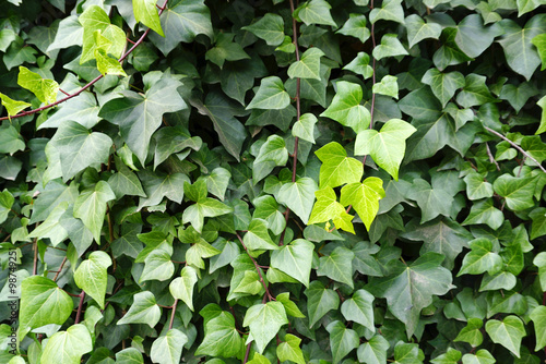ivy leaves texture