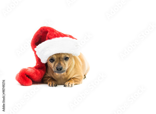 Chihuahua Wearing Christmas Stocking - Left Side © Toro The Bull