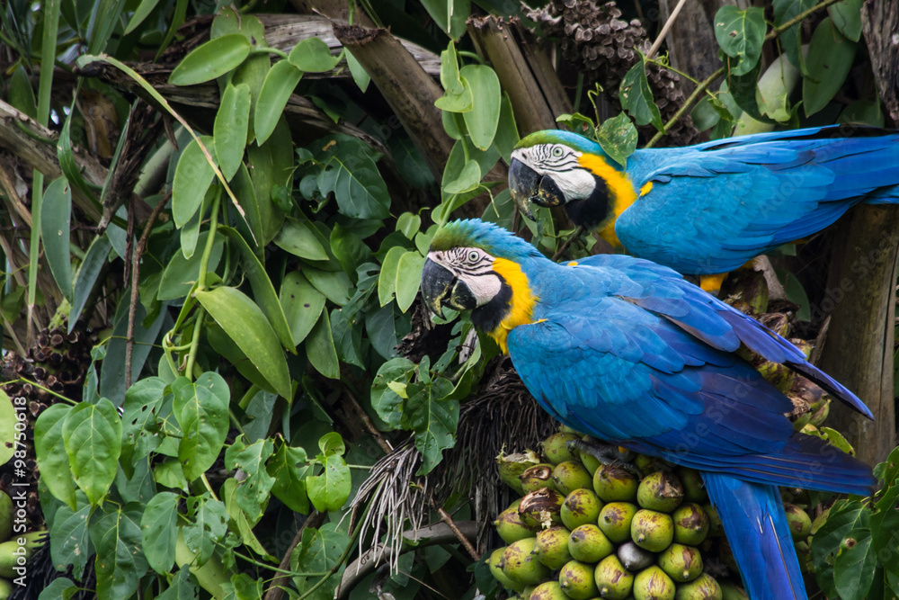 Obraz premium Brazilian Caninde Macaw eating coconuts - Mato Grosso State - Br