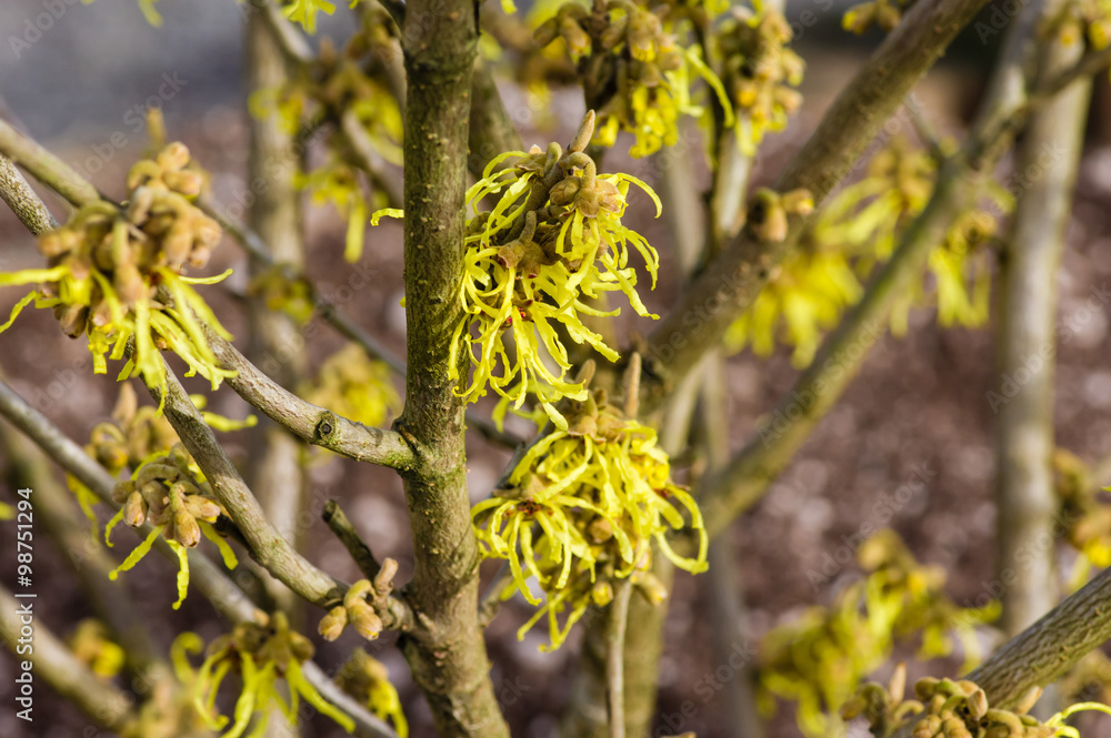 Witch-hazel shrub in bloom Witch-hazel shrub in bloom
