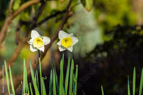 White and yellow narcissus flowers