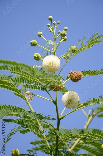 fresh acacia flower in vegetable garden, Acacia auriculiformis Cunn photo