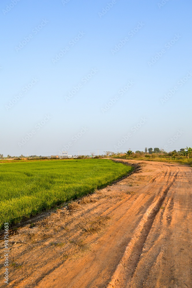 dirt road and rice field in country Thailand