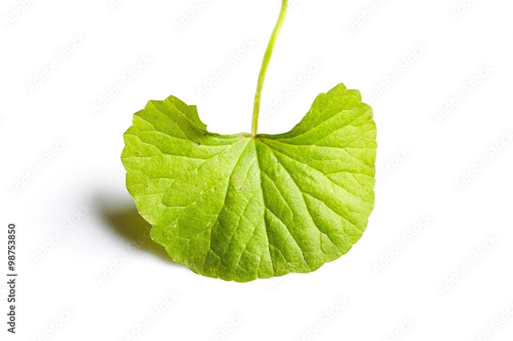 Obraz premium Centella asiatica leaves