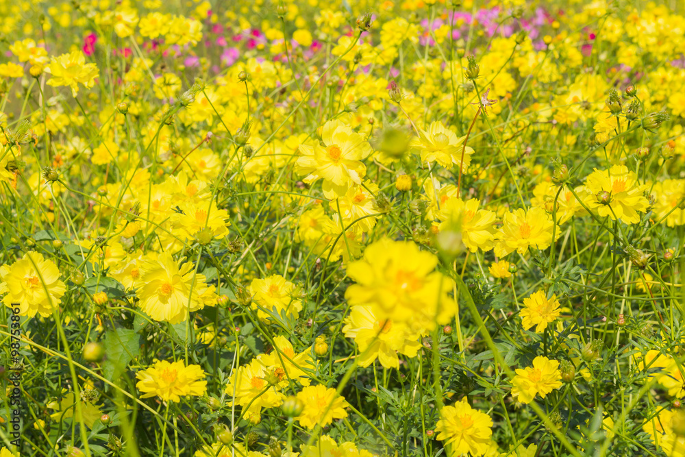 Fototapeta premium Yellow flowers