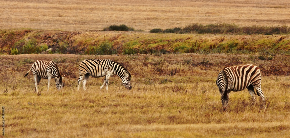 Obraz premium Close up of Zebras grazing on dry meadow
