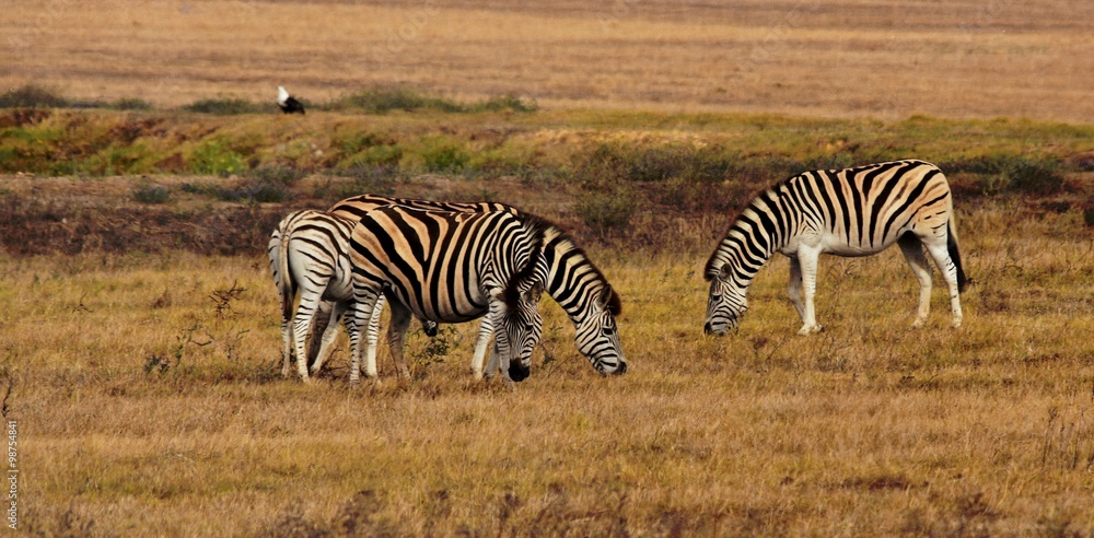 Close up of Zebras grazing on dry meadow Close up of Zebras grazing on dry meadow