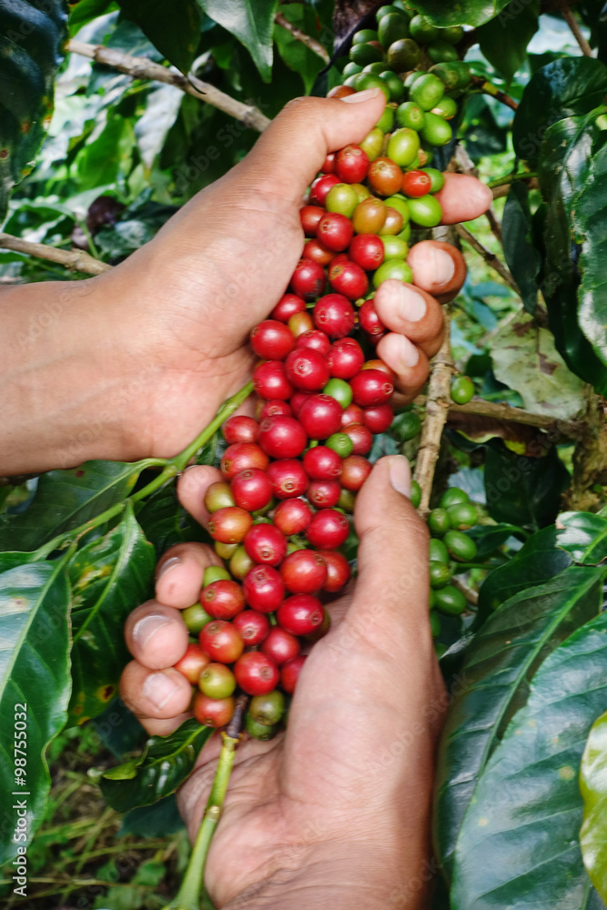 Close up of red berries coffee beans on agriculturist hand
Close up of red berries coffee beans on agriculturist hand