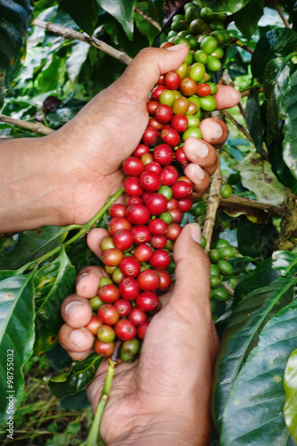 Close up of red berries coffee beans on agriculturist hand   © nimon_t