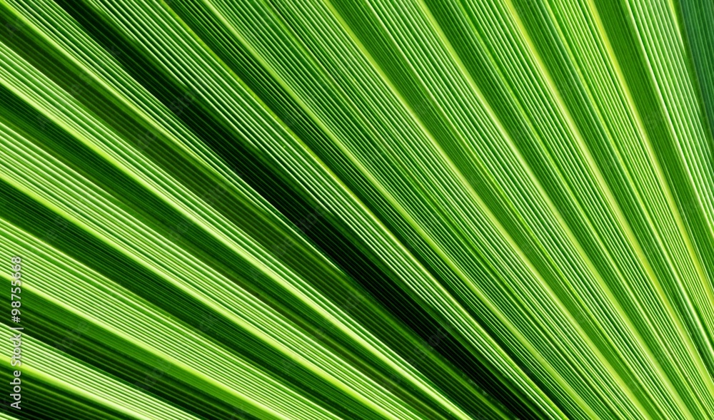 Close up of a fan shaped Palm leaf Close up of a fan shaped Palm leaf