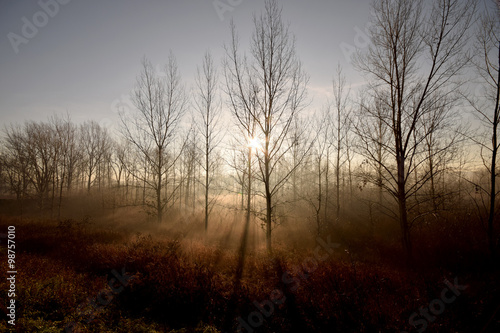 fog in forest