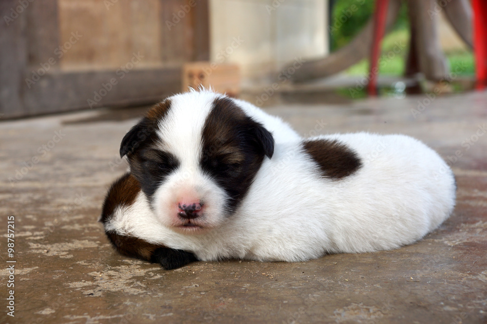 Puppy sleeping on the cement floor. Puppy sleeping on the cement floor.