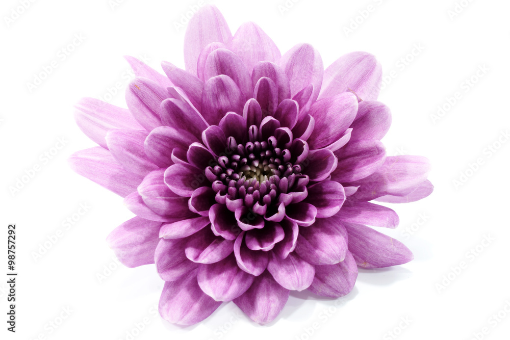 Violet chrysanthemum on white background