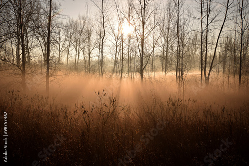 fog in forest