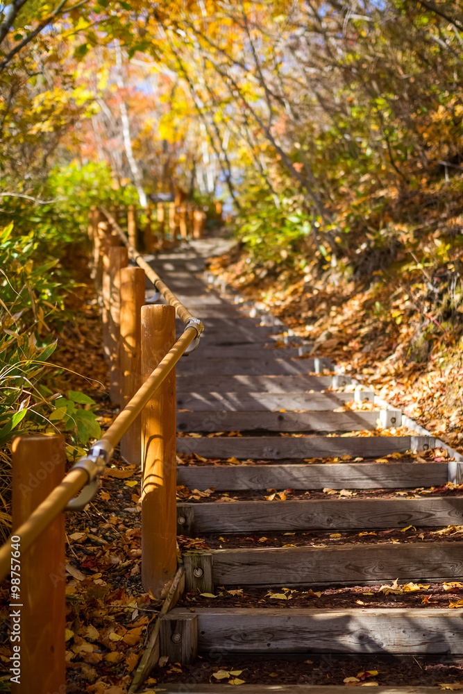 Fototapeta drewniane schody z poręczą wśród drzew
