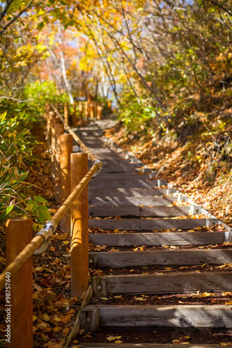 wood stairs with handrail among tree