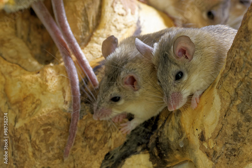 Asia Minor spiny mice photo