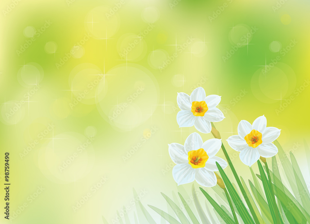 Vector white daffodil flowers on green, bokeh background.