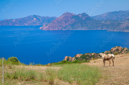 Horse grazing on the coastal hills of Corsica