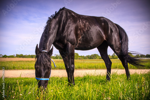Black horse eating grass photo
