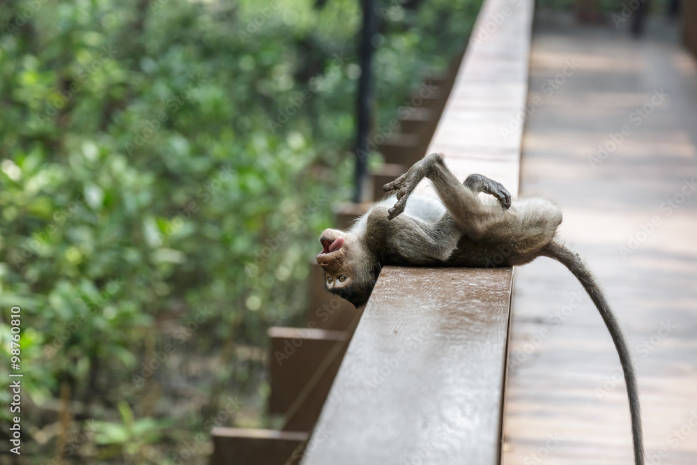 Obraz premium crab-eating macaque
