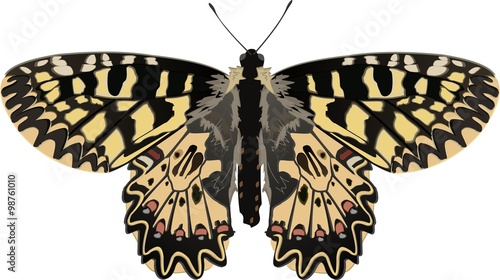 The Southern Festoon (Zerynthia polyxena) is a striking butterfly belonging to the family Papilionidae of butterflies