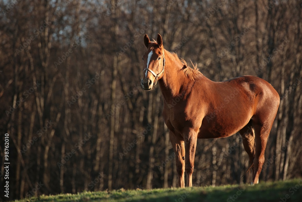 Fototapeta premium Horse on the background of the autumn forest
