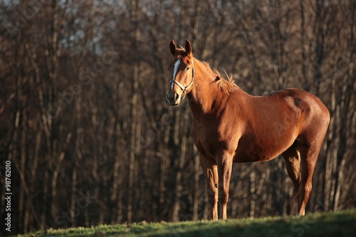 Horse on the background of the autumn forest