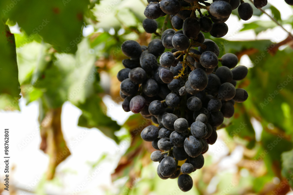 purple grape vine at the agricultural farm purple grape vine at the agricultural farm