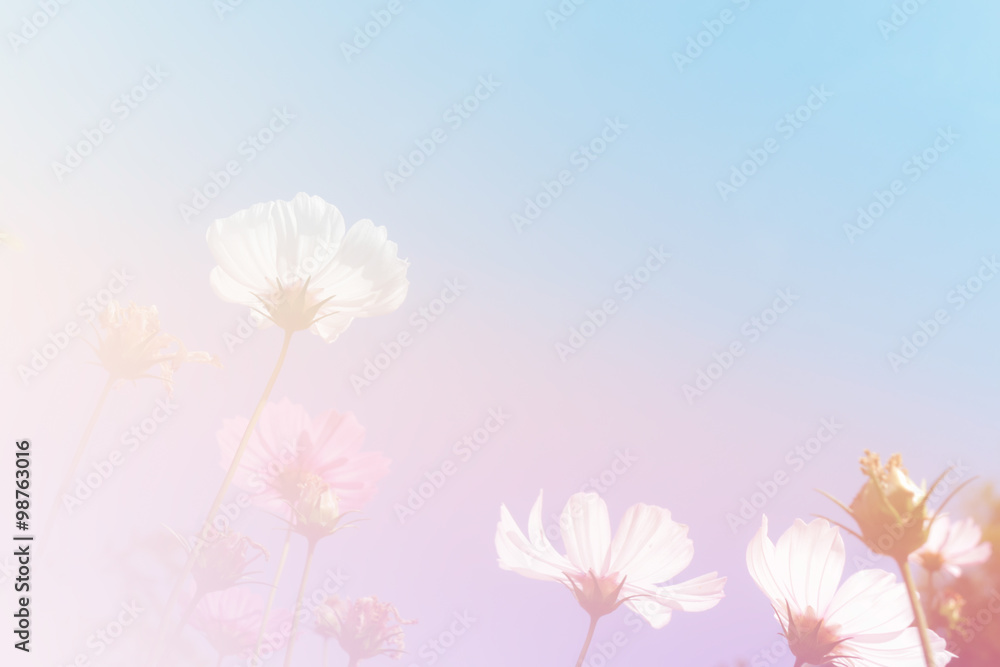 cosmos flower meadow with sky cosmos flower meadow with sky