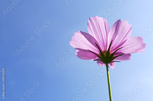 cosmos flower meadow with blue sky