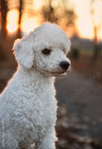 White poodle portrait © Baronb