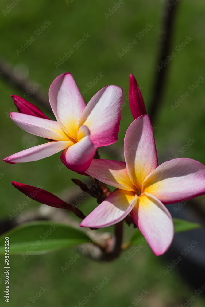 Pink Plumeria flower in sunny day Pink Plumeria flower in sunny day